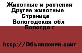 Животные и растения Другие животные - Страница 2 . Вологодская обл.,Вологда г.